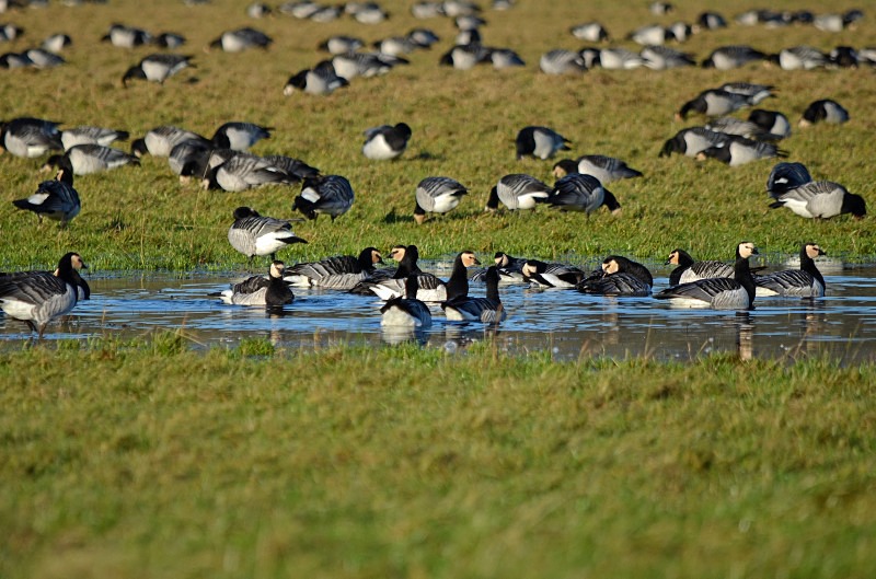 Barnacle Geese - Black geese