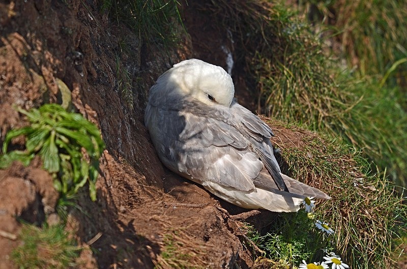Fulmar - Fulmars