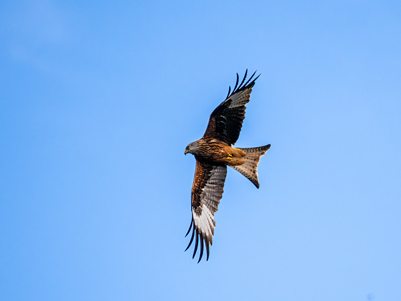 Red Kite - Latest photos