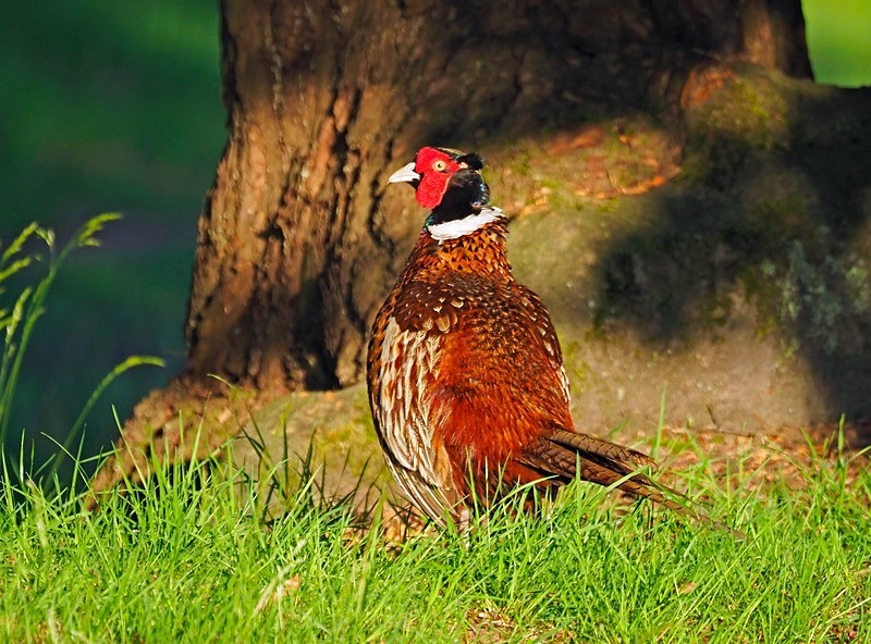 Pheasant - Game birds
