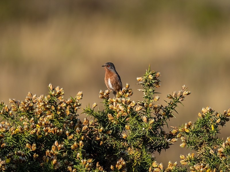 Dartford Warbler - Warblers