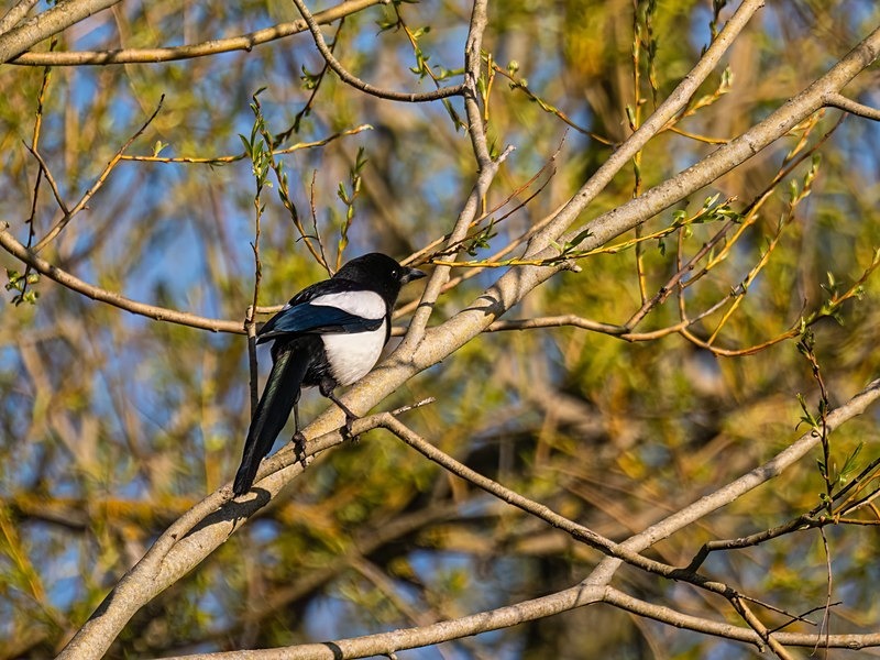 Magpie - Crows
