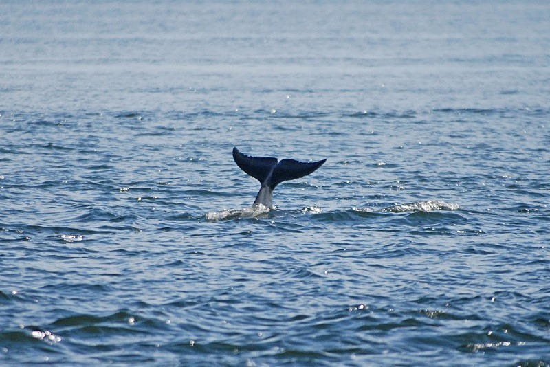Bottlenose Dolphin - Whales and dolphins