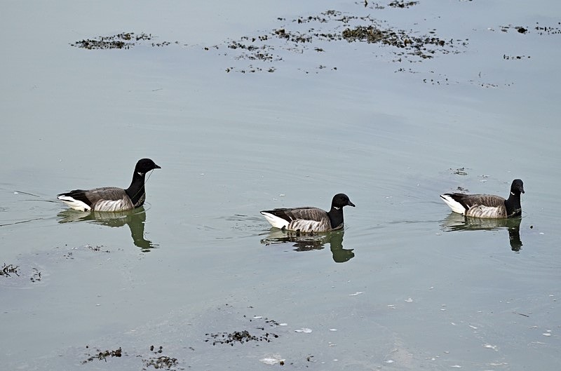 Pale-bellied Brent Geese - Ireland - January and February 2020