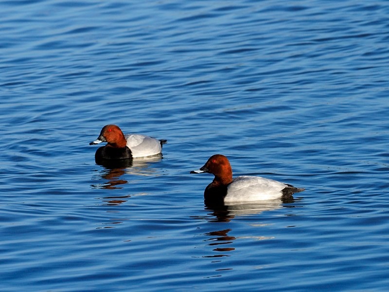 Common Pochard - Diving ducks