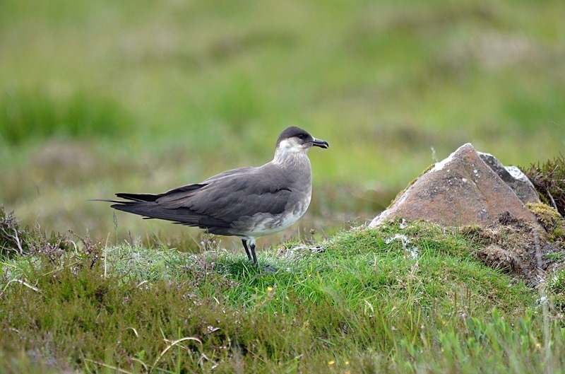 Arctic Skua - Skuas and shearwaters