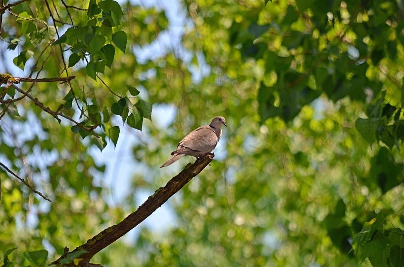 Collared Dove - Bulgaria