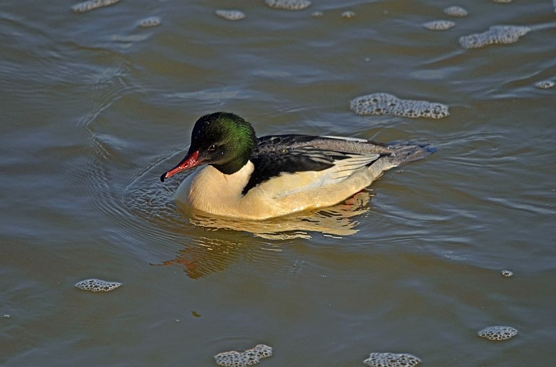 Goosander - Sawbills
