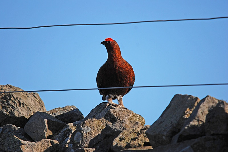 Red Grouse - Game birds