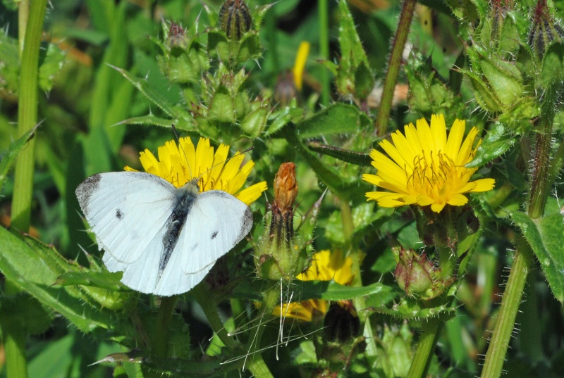 Small White - Butterflies