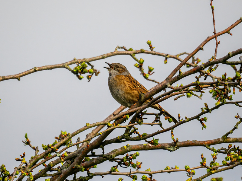 Dunnock - Latest photos