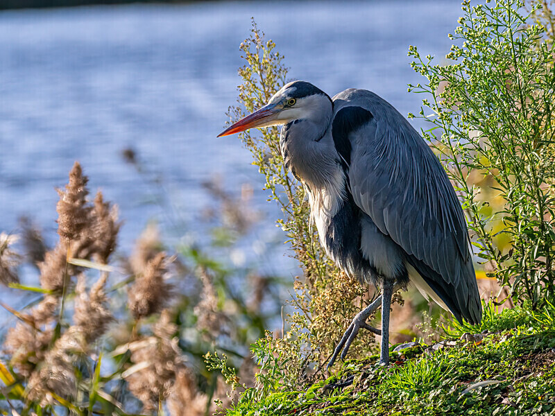 Grey Heron - Latest photos