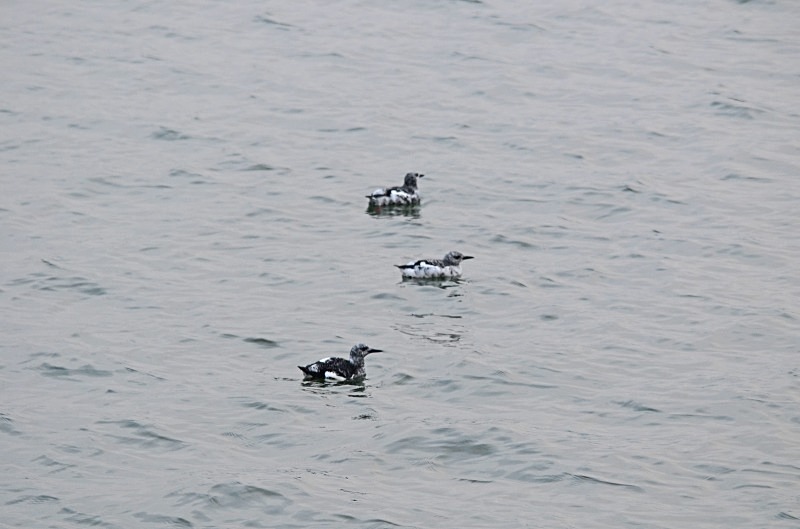 Black Guillemots - Auks
