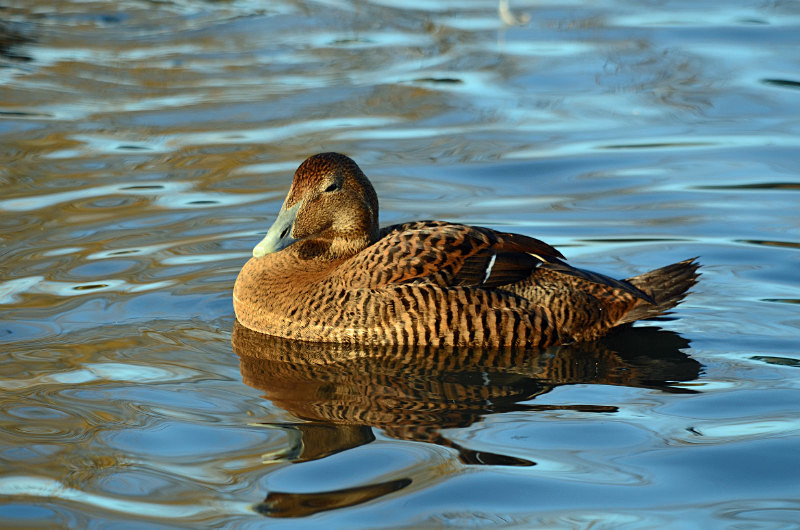 Eider - Diving ducks
