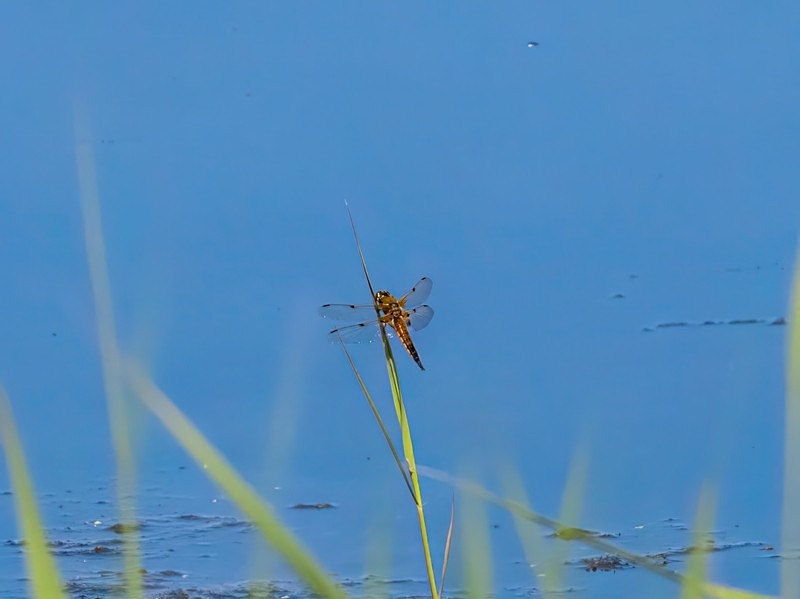 Four-spotted Chaser - Dragonflies and damselflies