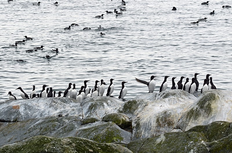 Common Guillemots - North Norway