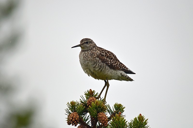 Wood Sandpiper - North Norway