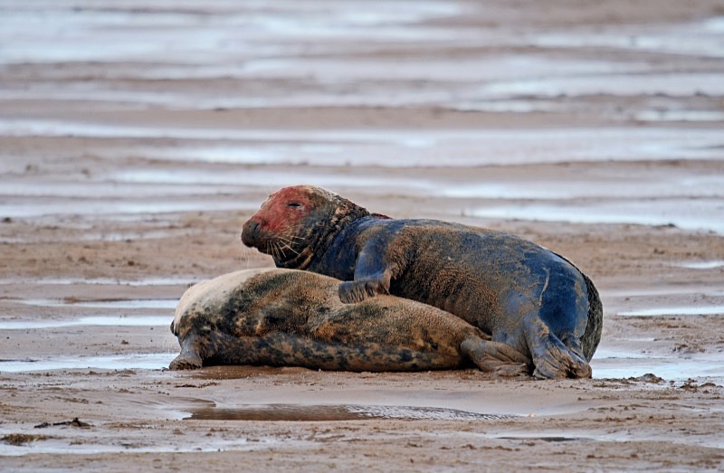 Atlantic Grey Seal - Atlantic Grey Seals