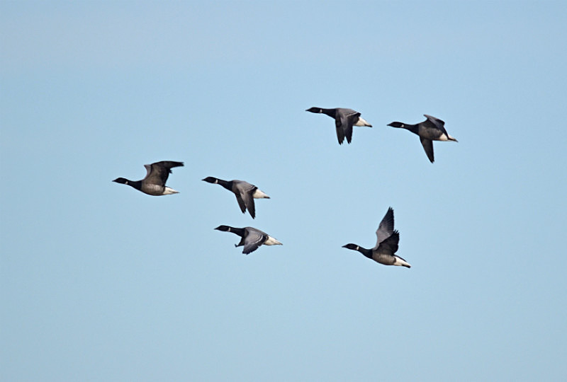 Dark-bellied Brent Geese - Black geese