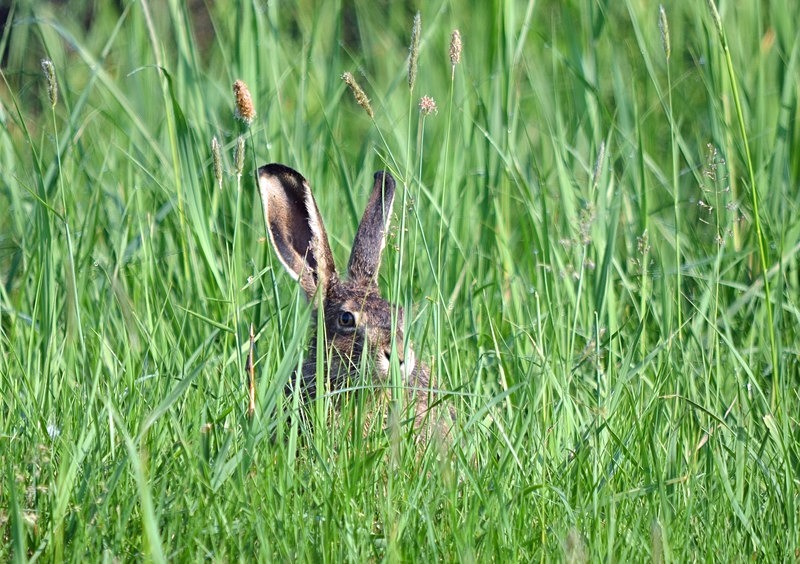 Brown Hare - Hungary