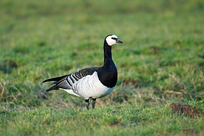 Barnacle Goose - Black geese