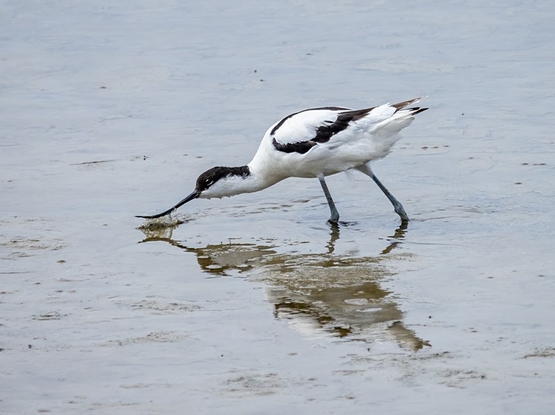 Avocet - Avocets and stilts