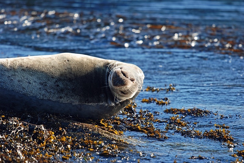 Atlantic Grey Seal - Atlantic Grey Seals