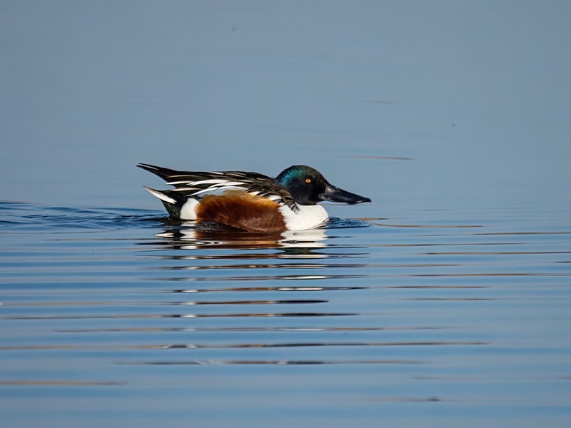 Shoveler - Dabbling ducks