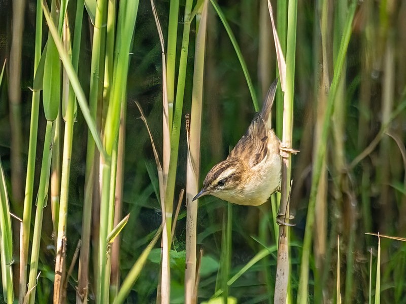 Sedge Warbler - Warblers