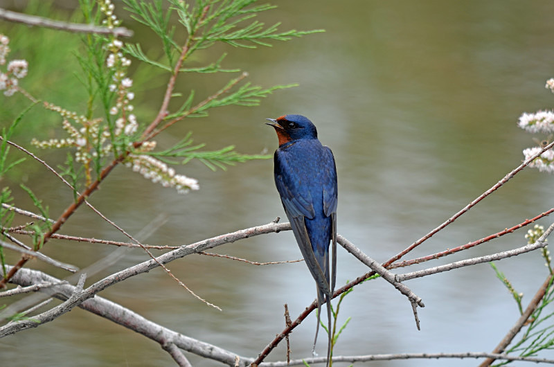 Swallow - East Macedonia and Thrace