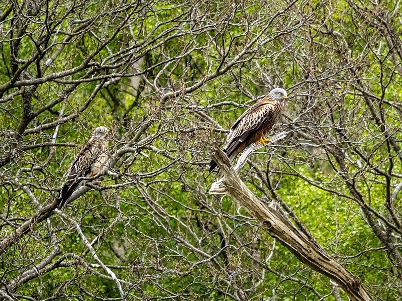 Red Kites - Birds of prey