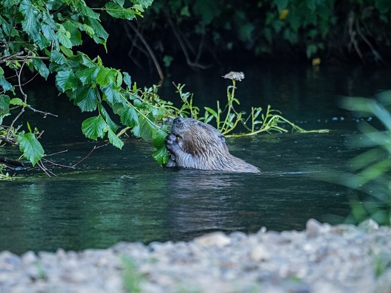 Eurasian Beaver - Eurasian Beaver
