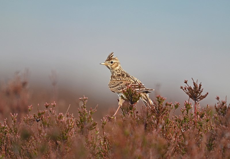Skylark