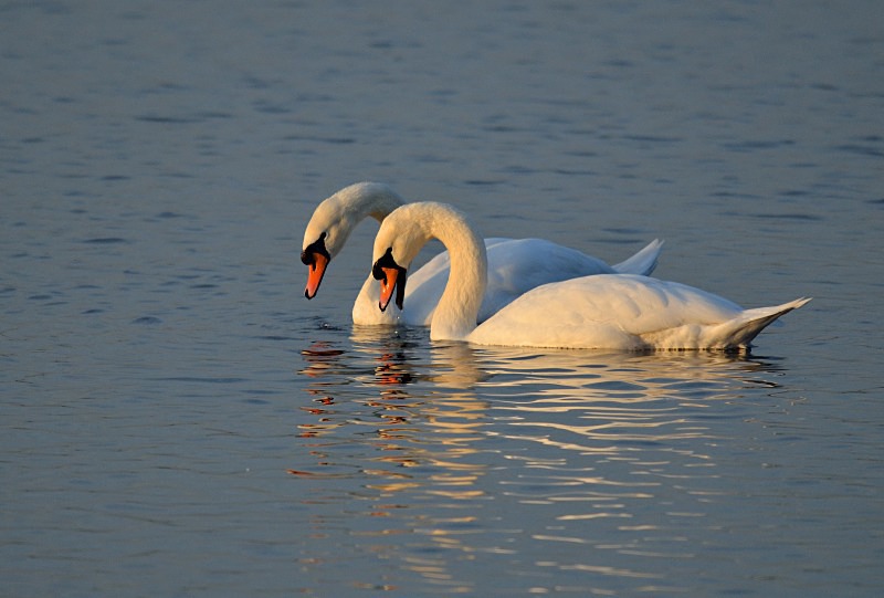 Mute Swans - Mute Swans