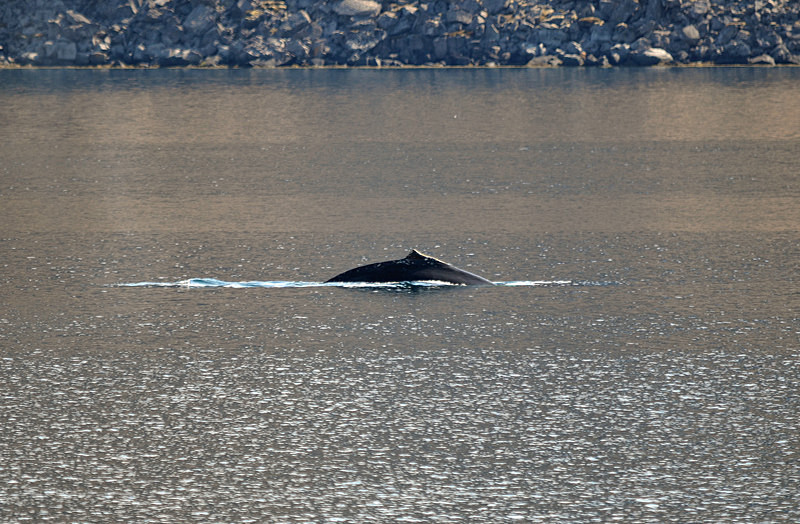 Humpback Whale - Westfjords