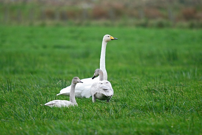 Whooper Swans - Whooper and Bewick's Swans