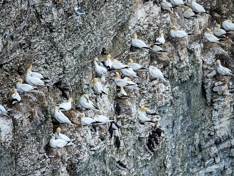 Gannets - Gannets