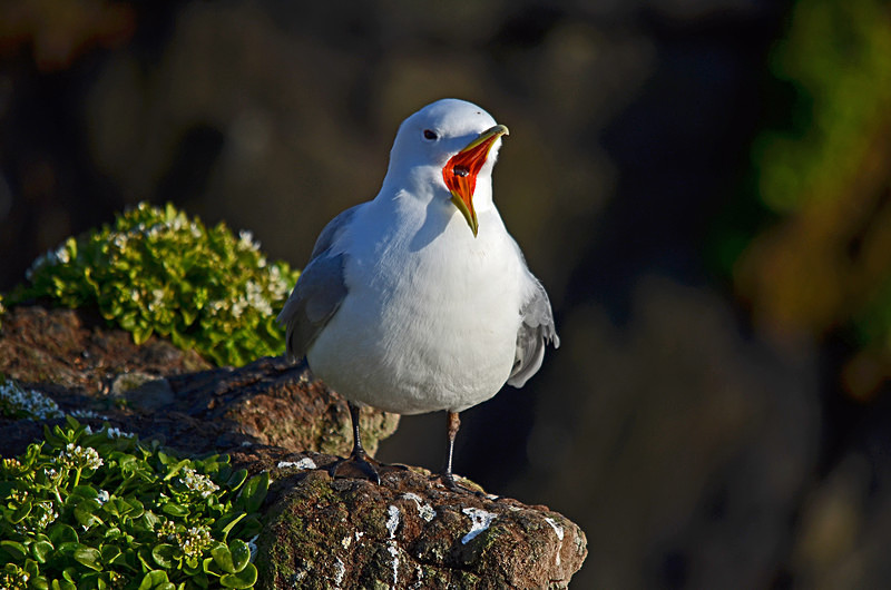 Kittiwake - Westfjords