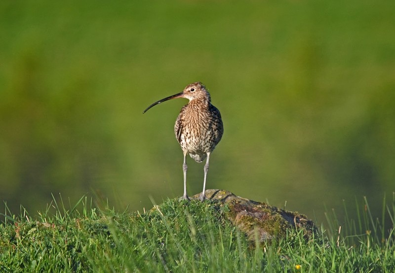 Curlew - Sandpipers