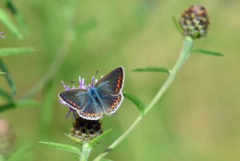 Common Blue - Butterflies