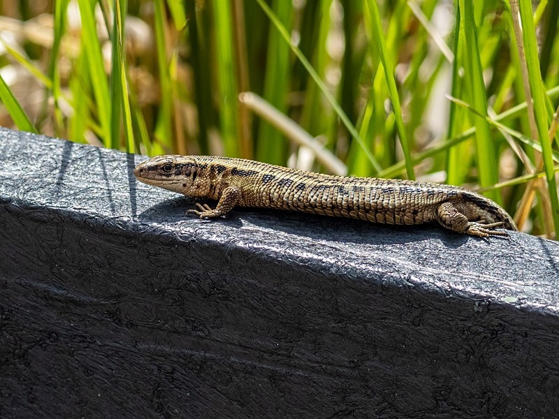 Common Lizard - Lizards