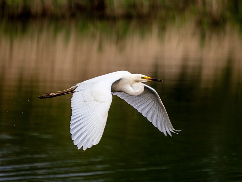 Great White Egret - Latest photos