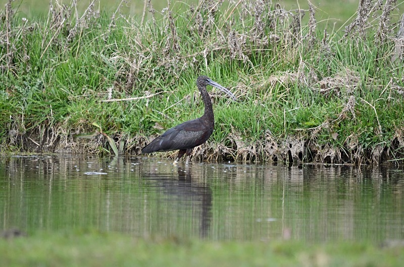 Glossy Ibis - Ibises