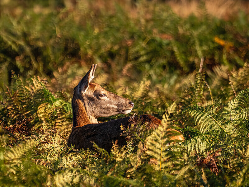 Red Deer - Latest photos
