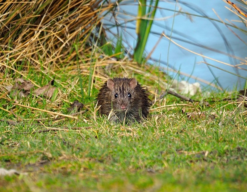Brown Rat - Other mammals