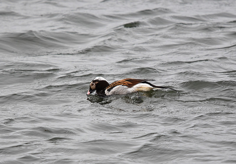 Long-tailed Duck - North east Iceland