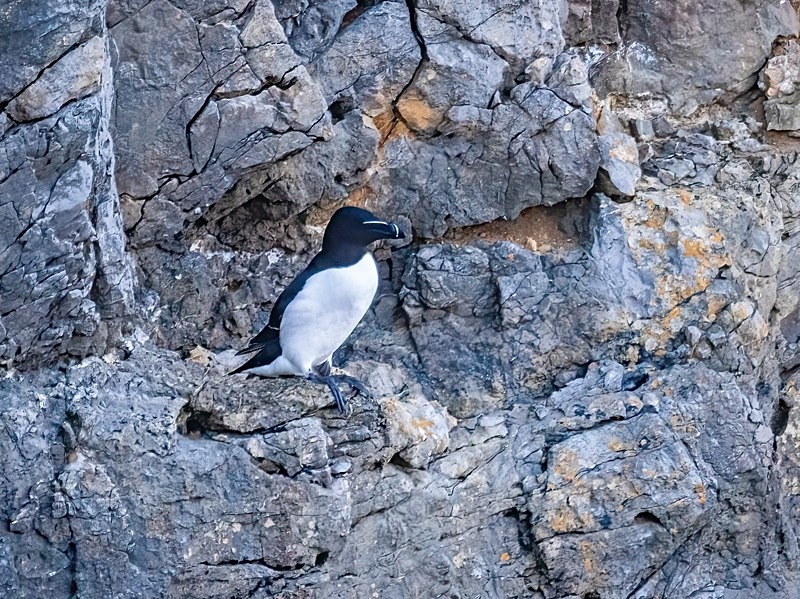 Razorbill - Auks