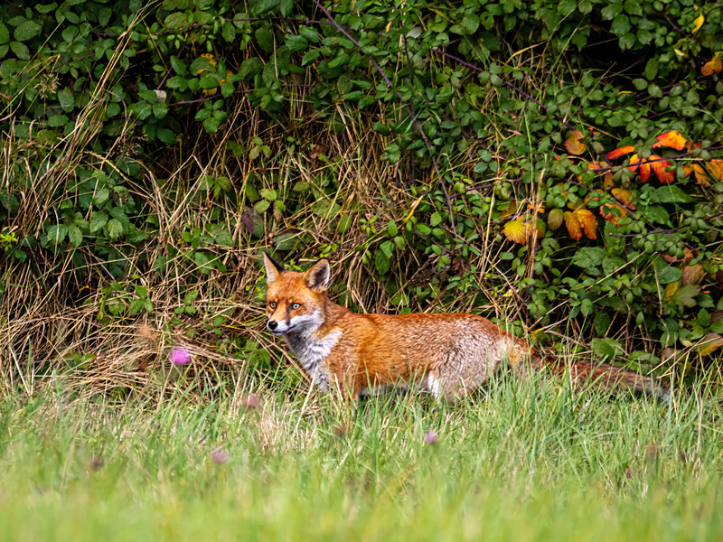 Red Fox - Latest photos