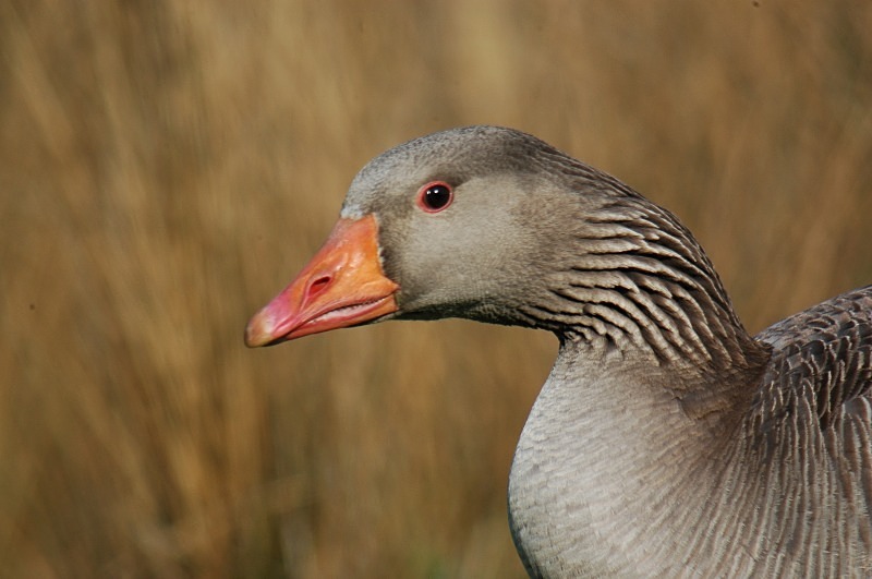 Greylag Goose - Grey geese
