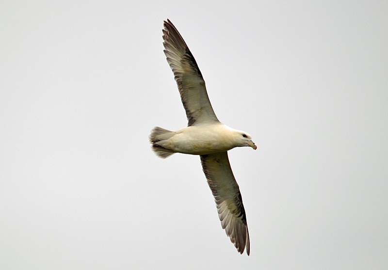 Fulmar - Fulmars